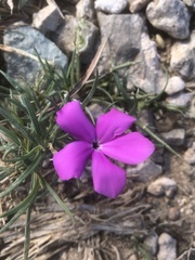 Phlox nana