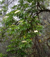 Sambucus peruviana