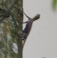 Draco sumatranus
