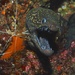 Reticulated Hookjaw Moray - Photo (c) Zack, some rights reserved (CC BY-NC)