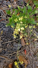 Brassica juncea