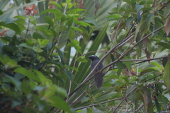Saltator grandis