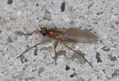Lonchoptera bifurcata