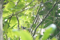 Catharopeza bishopi