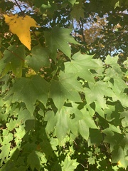 Acer cappadocicum