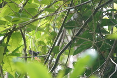 Catharopeza bishopi