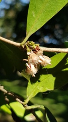 Coffeeae