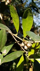 Coffeeae