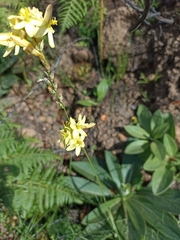 Ixia odorata