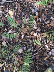 Dryopteris × boottii