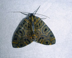 Pantherodes