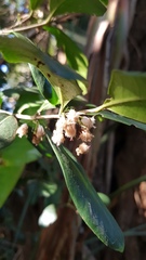 Coffeeae