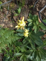 Ixia odorata