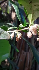 Coffeeae