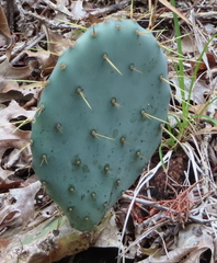Opuntia orbiculata