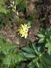 Ixia odorata