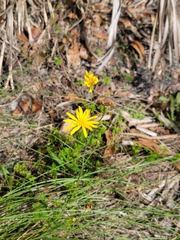 Chrysopsidinae