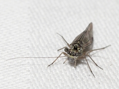 Mesopsocus laticeps