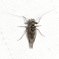 Mesopsocus laticeps