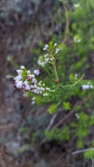 Erica manipuliflora