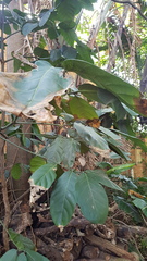 Oxyanthus speciosus