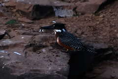 Megaceryle maxima maxima