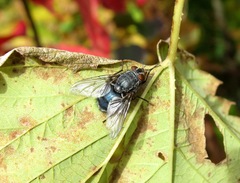 Calliphora vicina