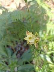 Ixia odorata