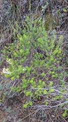 Erica manipuliflora