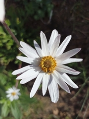 Knowltonia tenuifolia