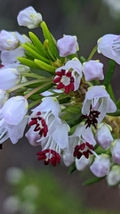 Erica manipuliflora
