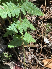 Dryopteris × boottii