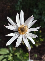 Knowltonia tenuifolia