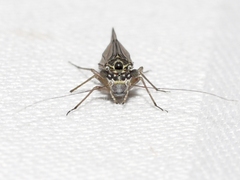 Mesopsocus laticeps