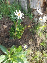 Knowltonia tenuifolia