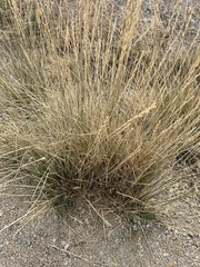 Thinopyrum obtusiflorum
