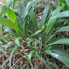 Setaria megaphylla