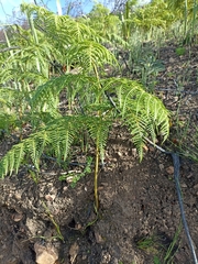 Pteridium aquilinum capense