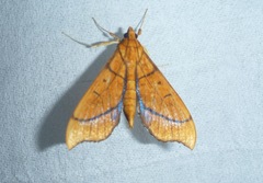 Anarmodia arcadiusalis