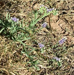 Heliotropium curassavicum