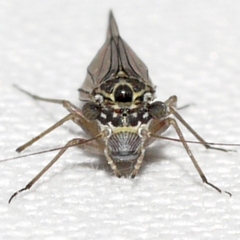 Mesopsocus laticeps