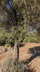 Olea europaea
