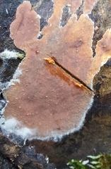 Peniophora incarnata