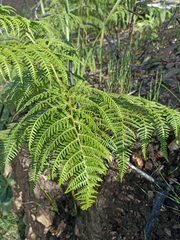 Pteridium aquilinum capense