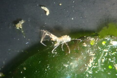 Ischyroceridae