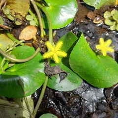 Nymphoides thunbergiana