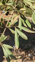 Olea europaea
