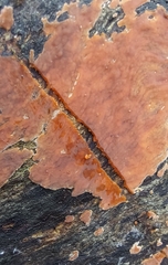 Peniophora incarnata