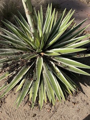 Agave angustifolia