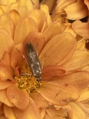 Scythris